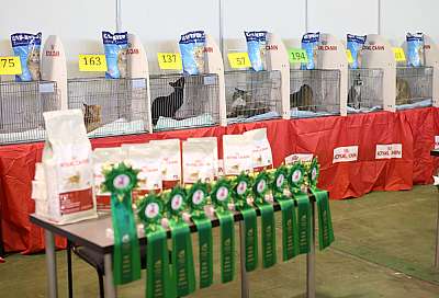 �������� ����� 18-19 ������� 2014 WCF-����� 169A3944 copy.jpg